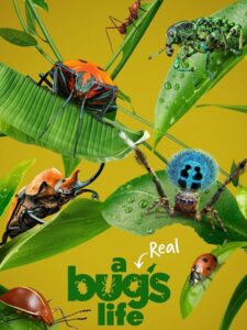 مشاهدة مسلسل A Real Bug’s Life الموسم الاول الحلقة 4 مترجمة